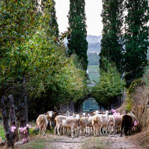 Las ovejas forman parte del paisaje del Parador Casa da Ínsua, que cuenta con una quesería propia