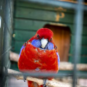 Aves exóticas en el Jardín del Parador de La Gomera