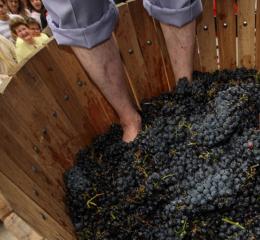 Pisada de vino