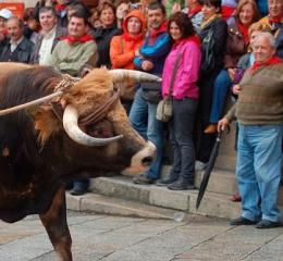 Buey enmaromado (Foto:Turismo Galicia)