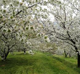 Cerezos en flor