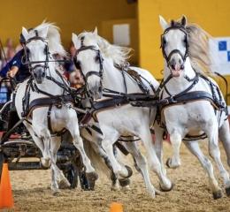 Exhibición de caballos Cartujanos.