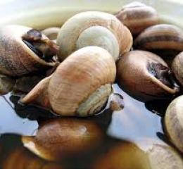 caracoles