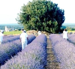 Cosecha de la lavanda