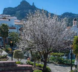 Almendro en flor.