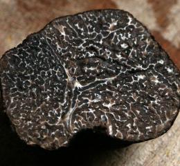 Trufa negra