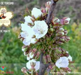 Primeras flores