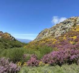 Floración de las ericas