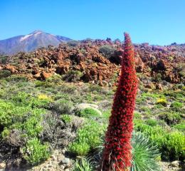 tajinastes en flor