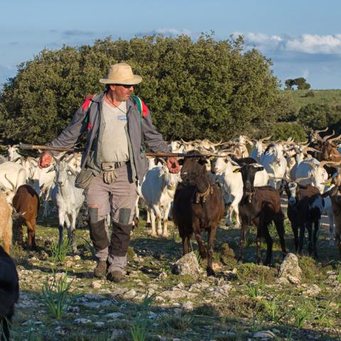 Naturaleza para los Sentidos en los Paradores de Molina de Aragón y Sigüenza: Entre cabritos