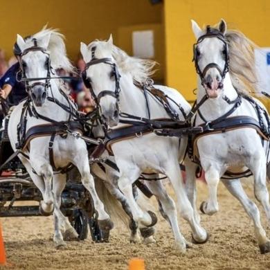 Exhibición de caballos Cartujanos.