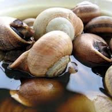 caracoles