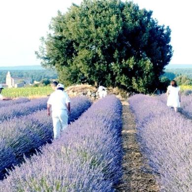 Cosecha de la lavanda