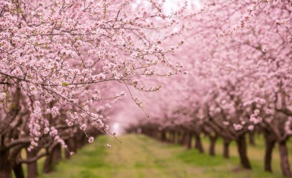Almendros en flor.
