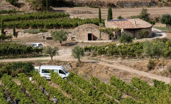 Viñedos de L'Olivera