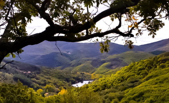 Actividad bosques en Guadalupe