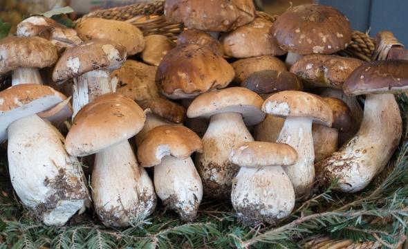 Boletus.