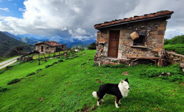 Cangas de Onís, actividad con Border Collies