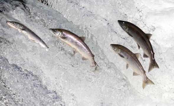 Remonte salmones