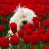 Profile picture for user 71277438