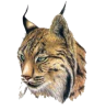 Profile picture for user 15906092